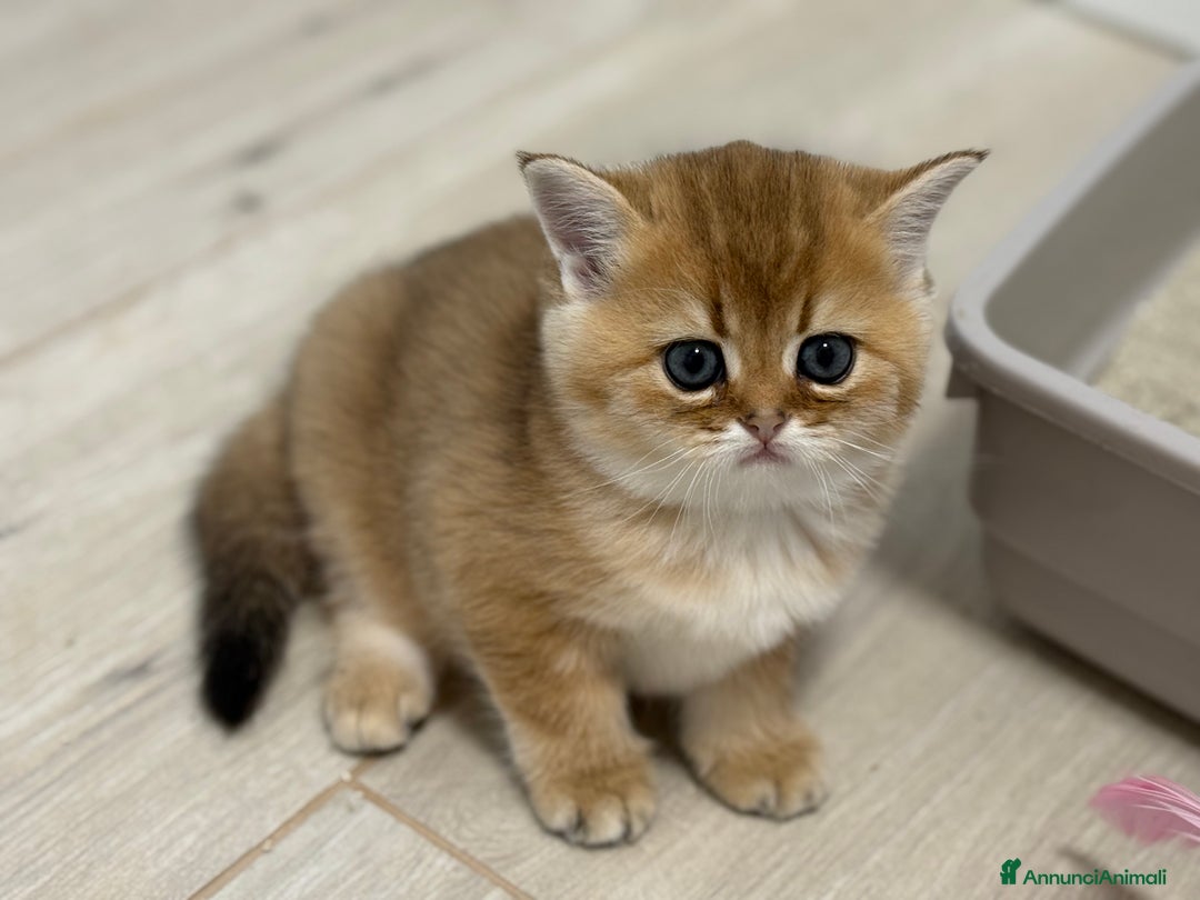 Scottish gatti in vendita: Scottish straight  - Annuncio 15