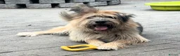 Meticcio cani in regalo: SPANK CERCA CASA - Annuncio 6