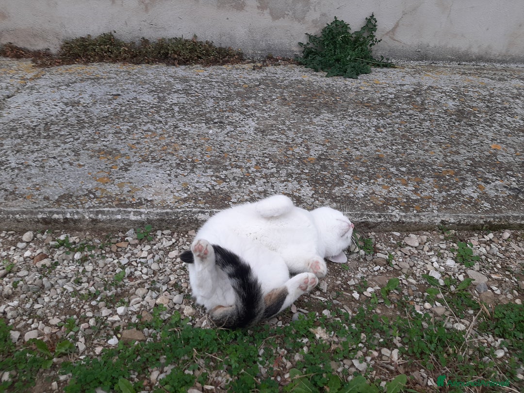 Altre razze gatti in regalo: Micetti cercano casa - Annuncio 4