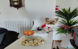 Yorkshire cani per accoppiamento: Maschio Yorkshire Toy per accoppiamento a Provincia di Brescia - Annuncio 3