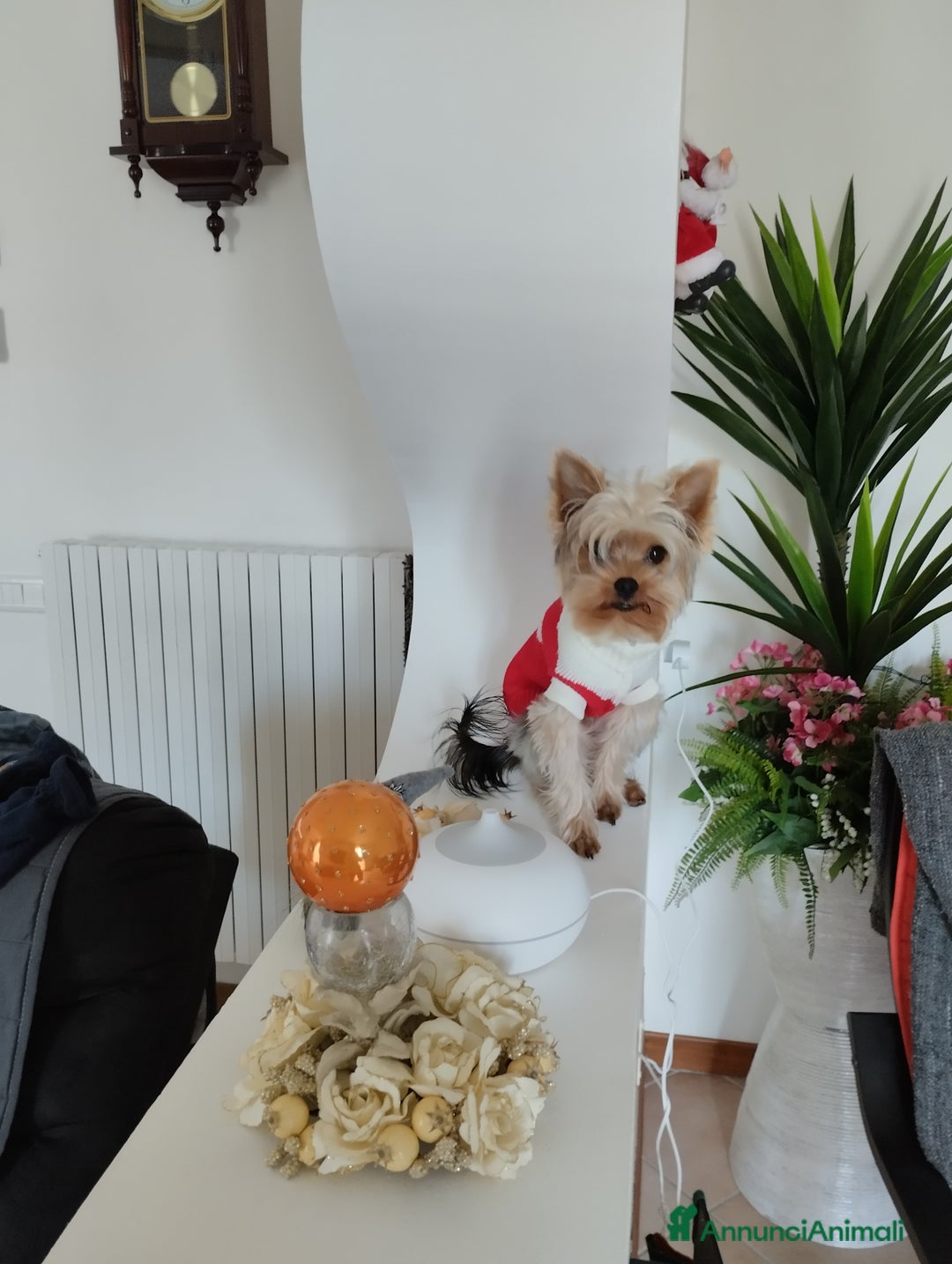 Yorkshire cani per accoppiamento: Maschio Yorkshire Toy per accoppiamento a Provincia di Brescia - Annuncio 3