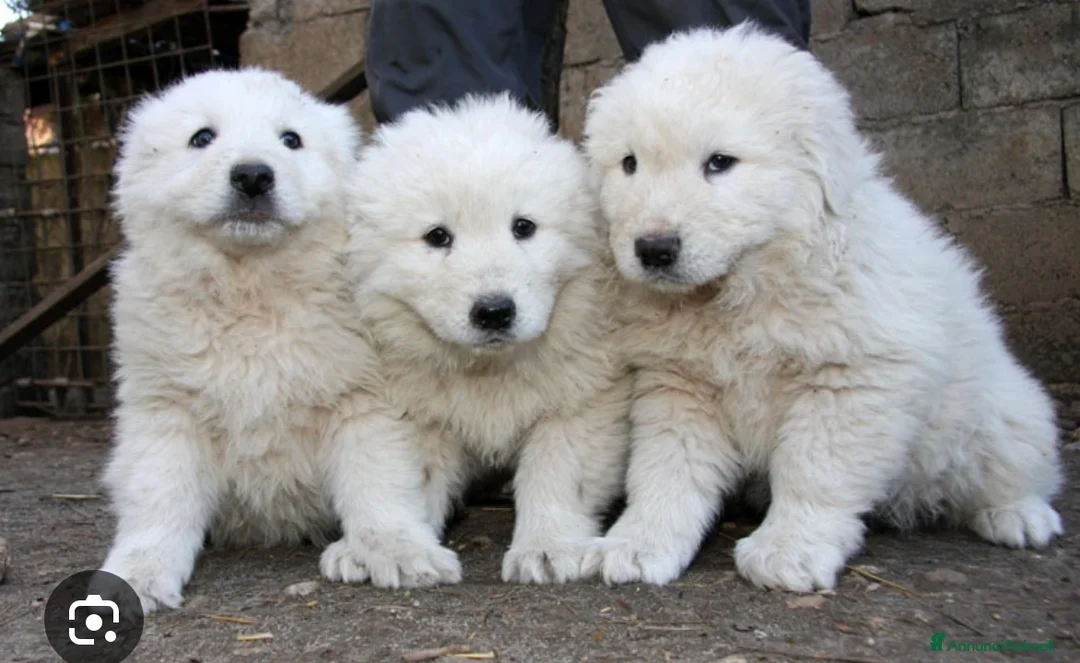 Pastore Maremmano cani in vendita: Cuccioli di maremmano  - Annuncio 3