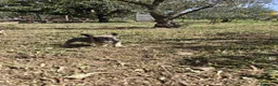 Bulldog Francese cani in vendita: Vendesi bulldog francese  - Annuncio 2