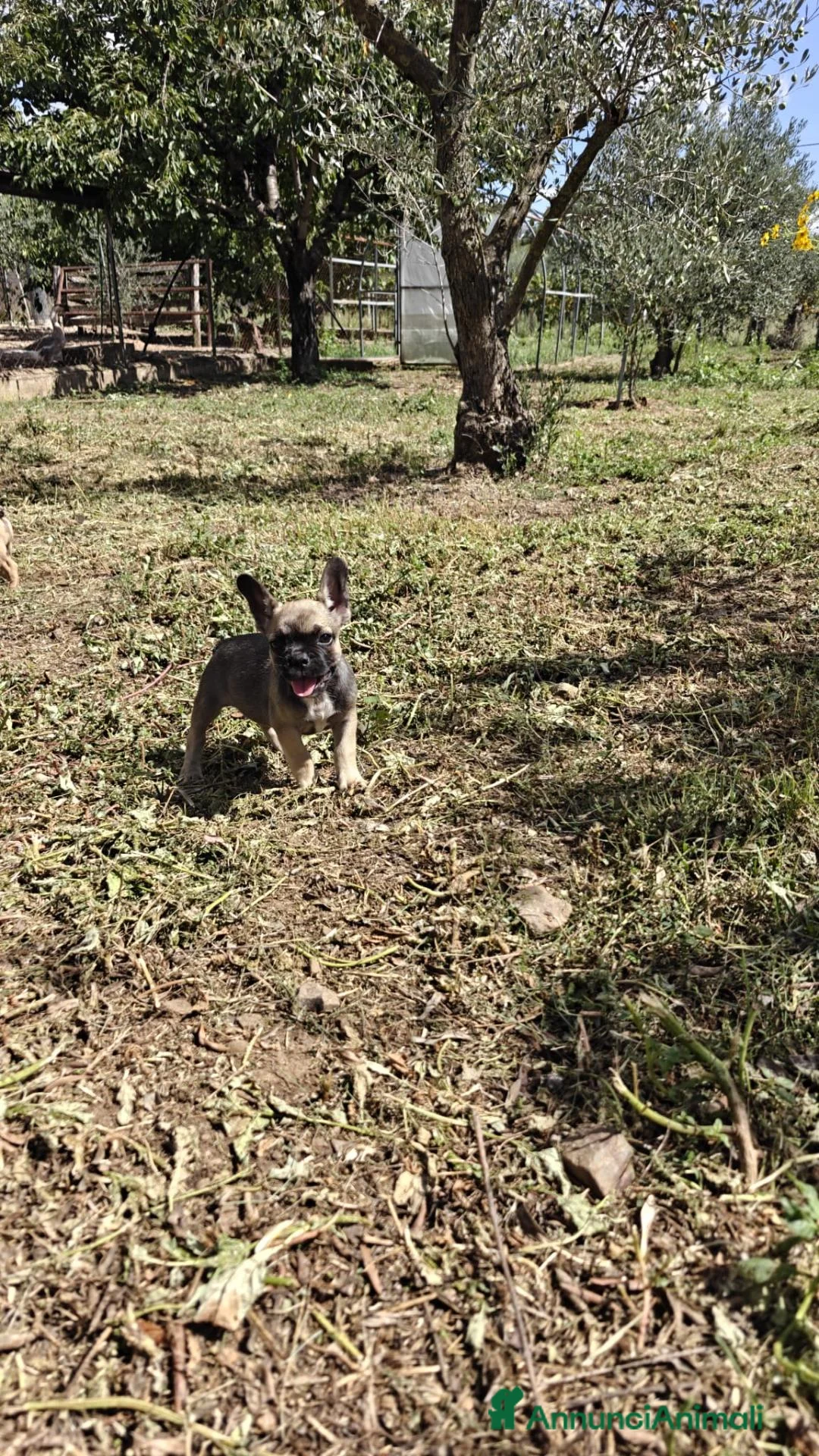 Bulldog Francese cani in vendita: Vendesi bulldog francese  - Annuncio 2