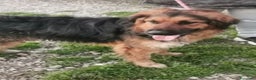 Meticcio cani in regalo: Mix pastorino pelo lungo 2anni di appelli..SUD a Città metropolitana di Milano - Annuncio 3