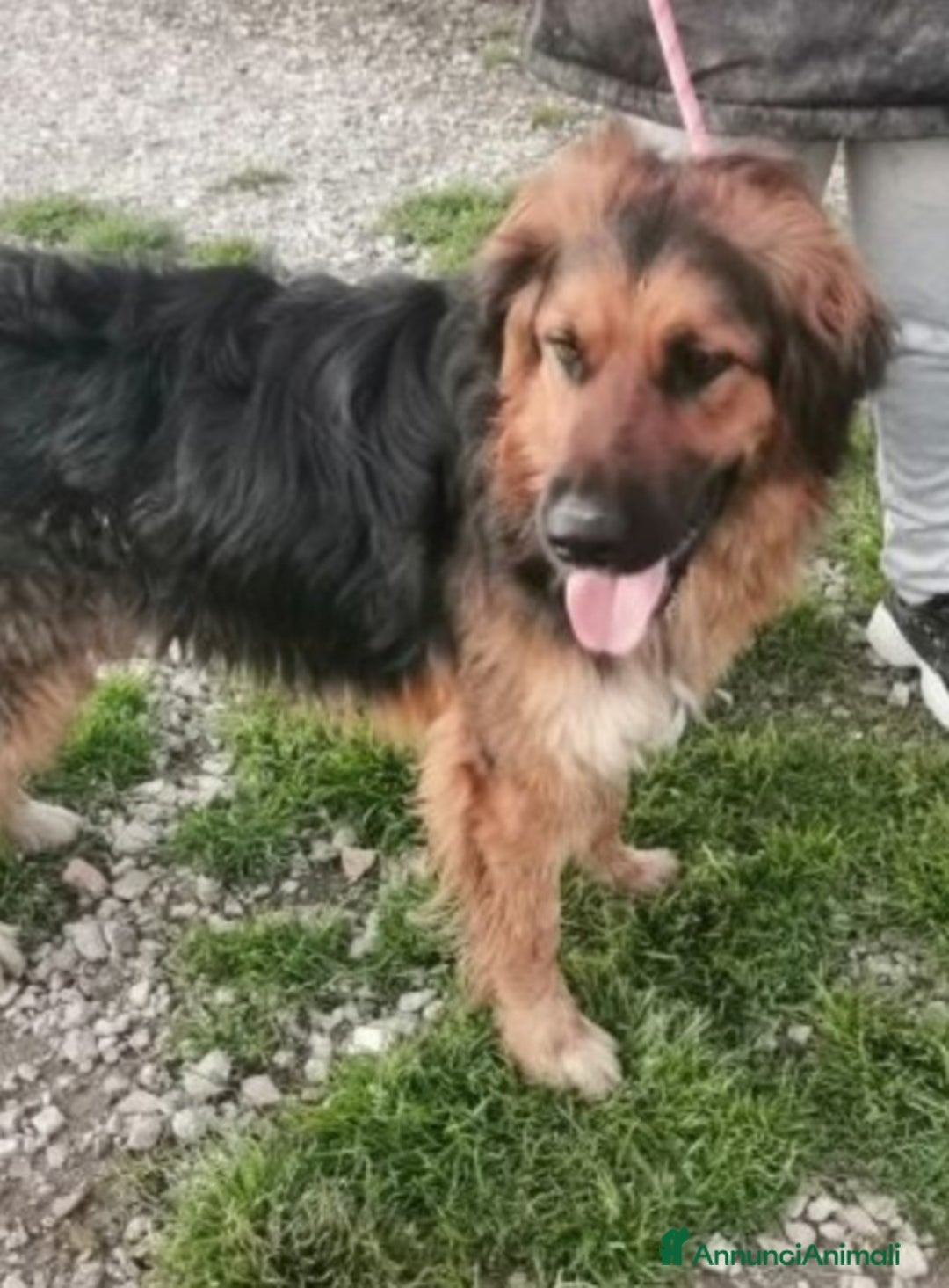 Meticcio cani in regalo: Mix pastorino pelo lungo 2anni di appelli..SUD a Città metropolitana di Milano - Annuncio 3