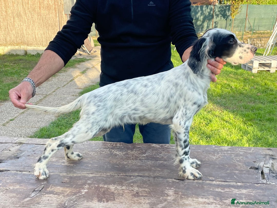 Setter Inglese cani in vendita: Cucciolo di setter inglese  - Annuncio 2