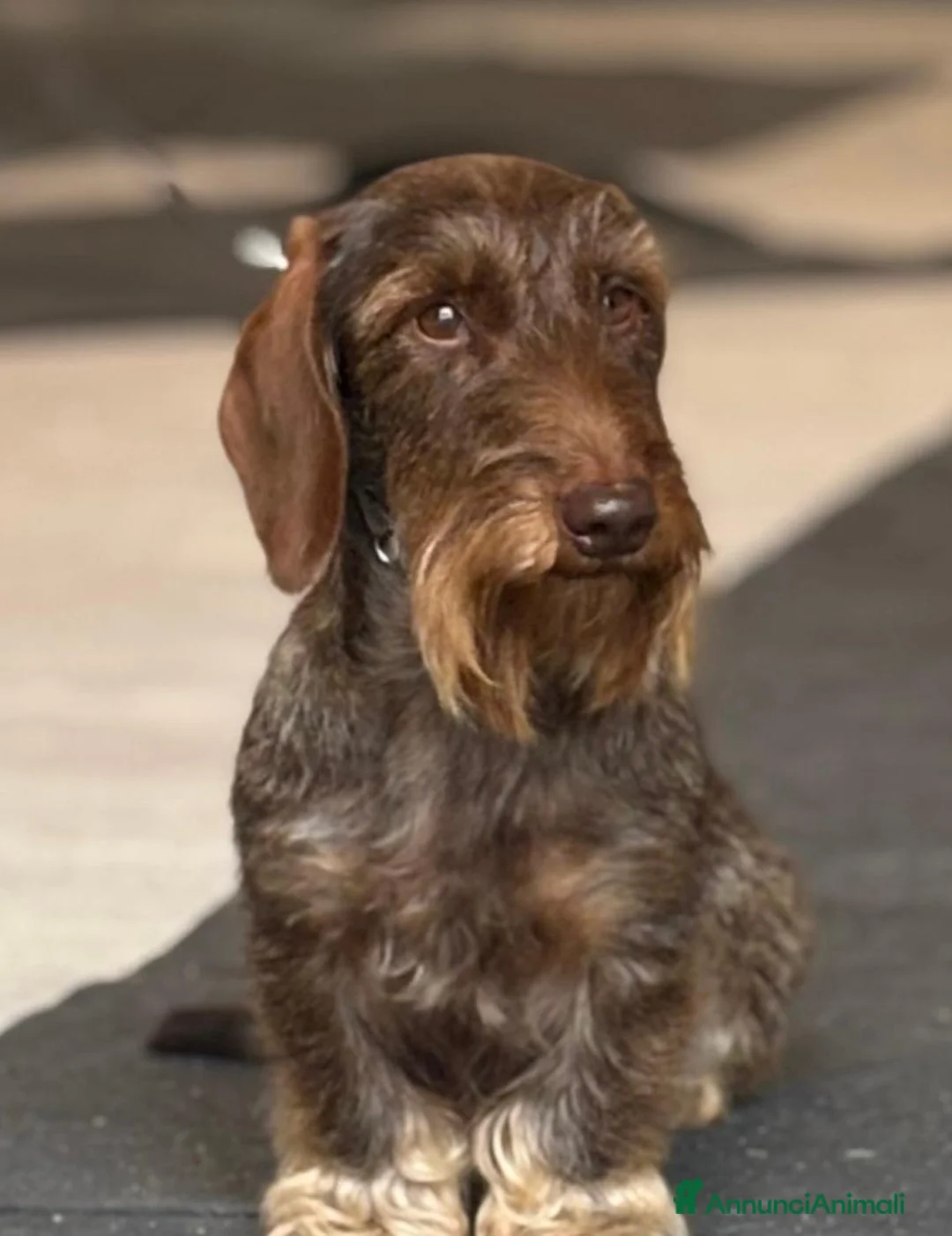Bassotto Nano cani in vendita: Bassotti Nani Pelo Duro - Figli di Campioni - Annuncio 2