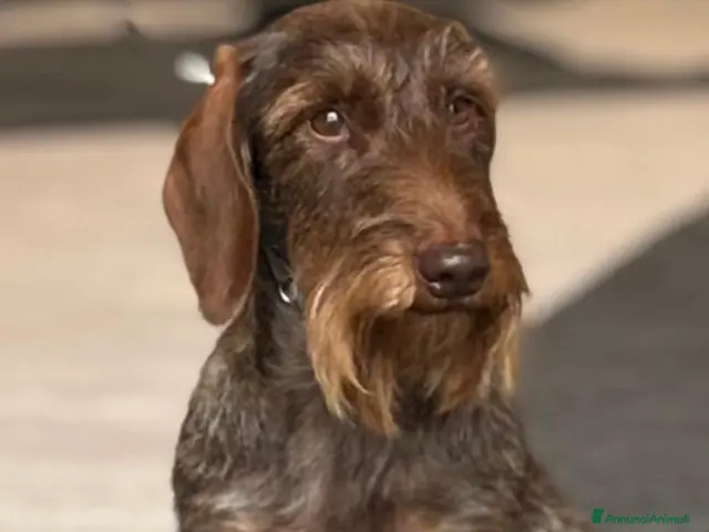 Bassotto Nano cani Bassotti Nani Pelo Duro - Figli di Campioni - Annuncio 2