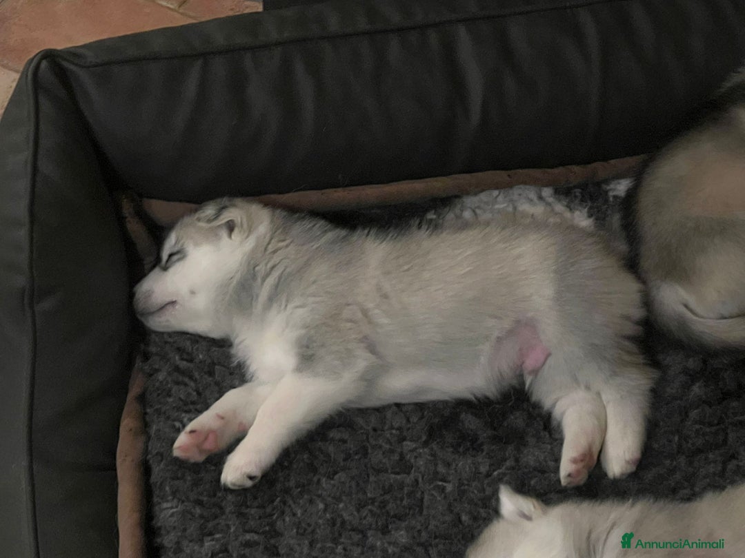 Husky cani in vendita: Splendidi cuccioli di SIBERIAN HUSKY - Annuncio 3
