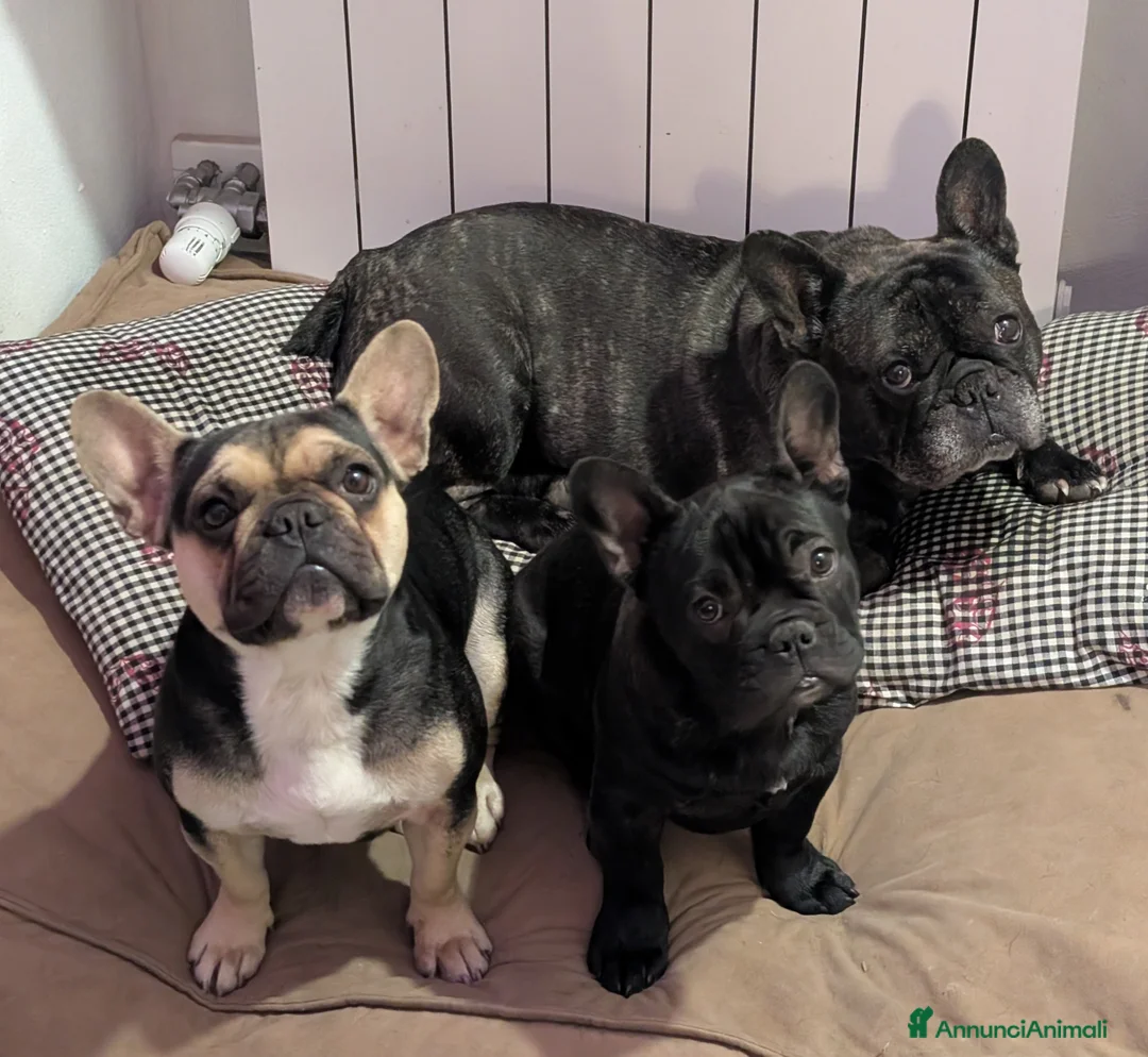 Bulldog Francese cani in vendita: Ted cerca casa  - Annuncio 5