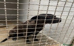 Cane Corso cani in regalo: Corso femmina giovane in canile da troppo! Puglia  a Città metropolitana di Milano - Immagine 2