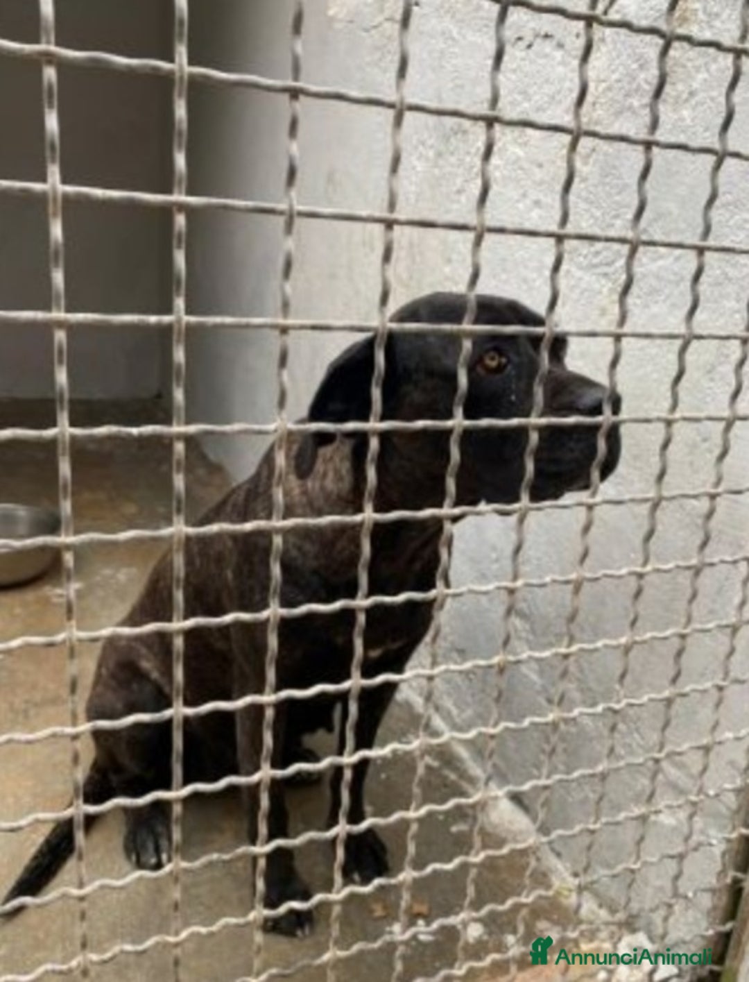 Cane Corso cani in regalo: Corso femmina giovane in canile da troppo! Puglia  a Città metropolitana di Milano - Immagine 2