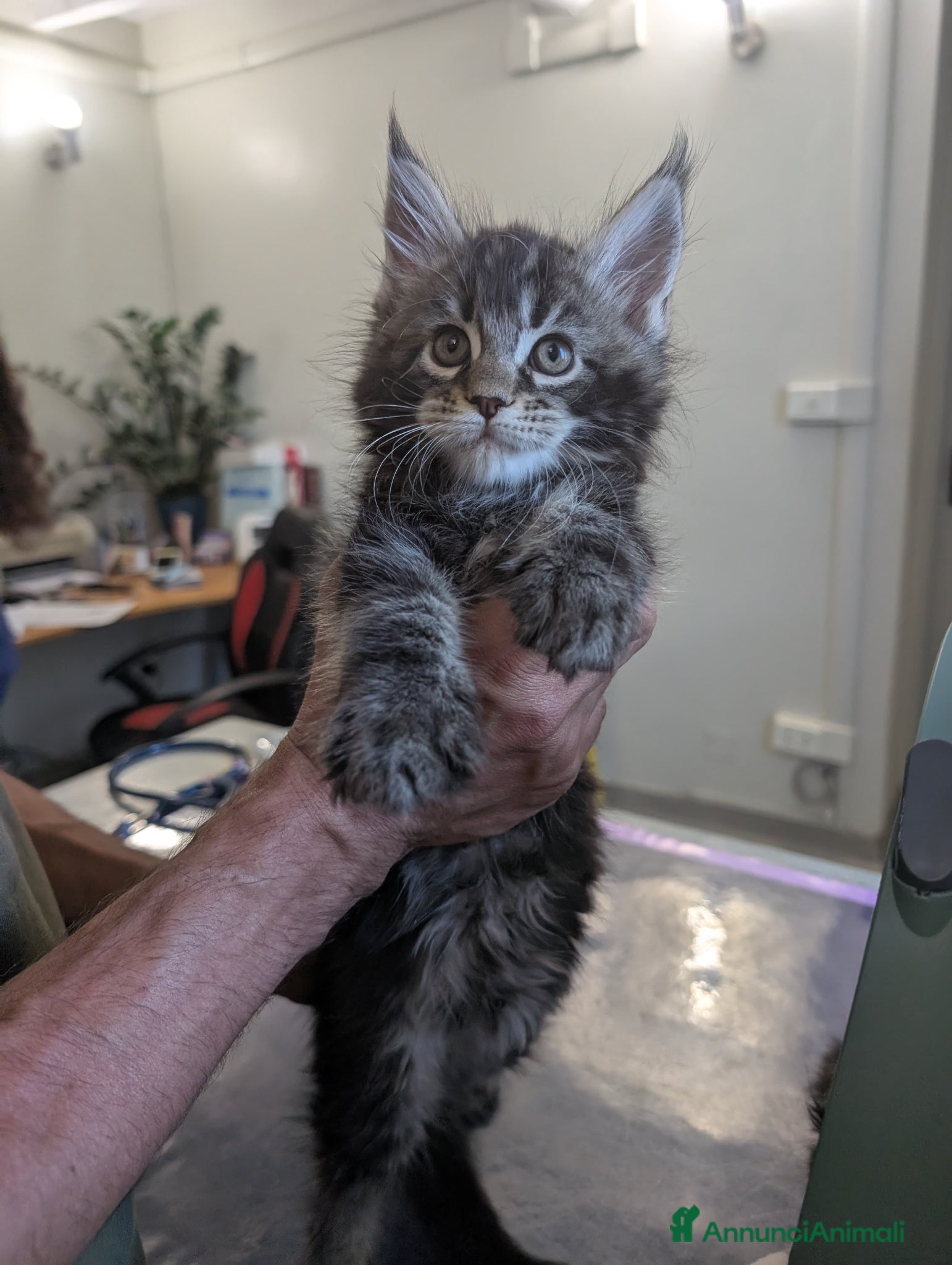 Maine Coon gatti Cuccioli di Maine Coon alta qualità  - Annuncio 27