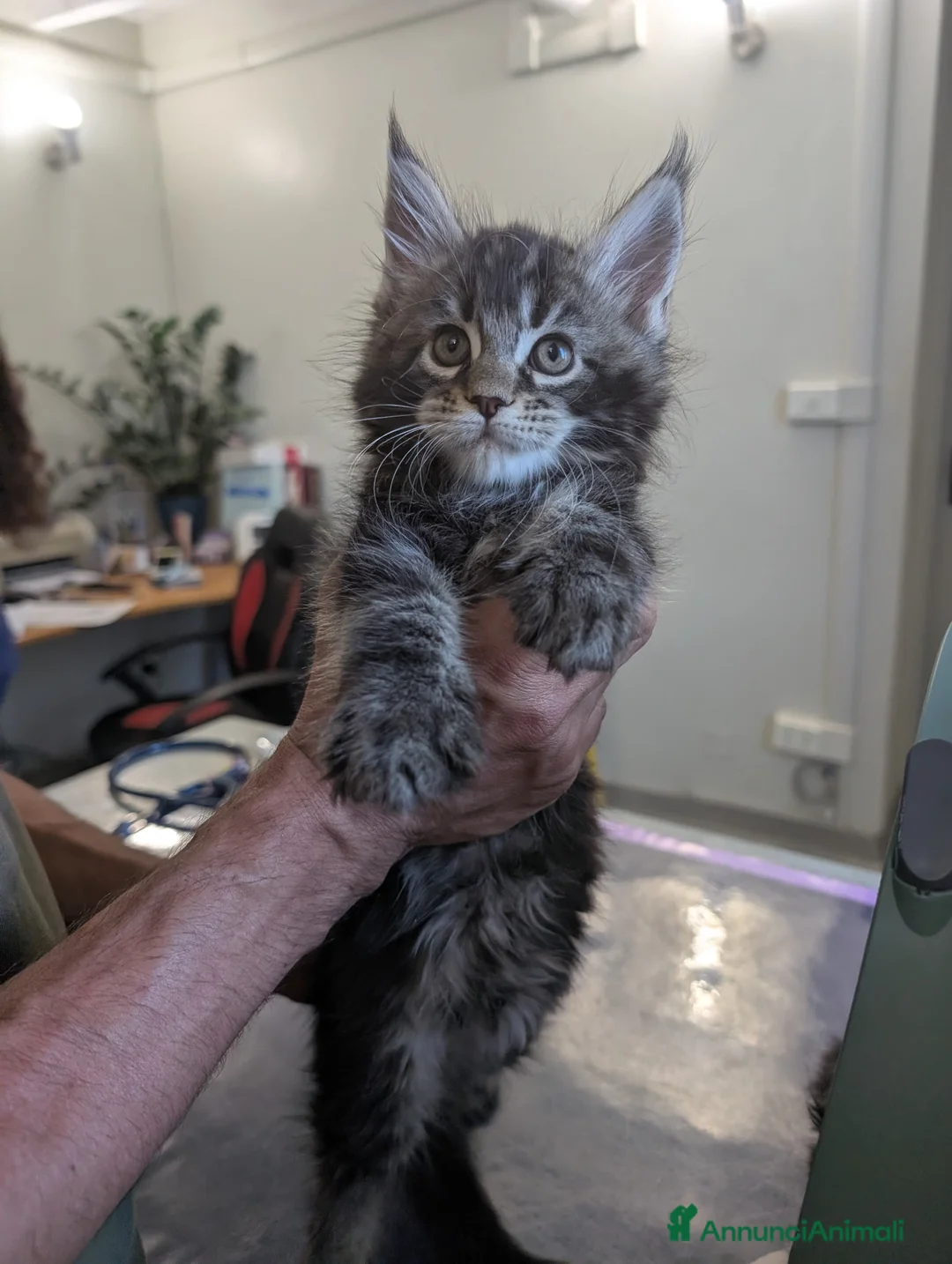 Maine Coon gatti in vendita: Cuccioli di Maine Coon alta qualità  - Annuncio 1