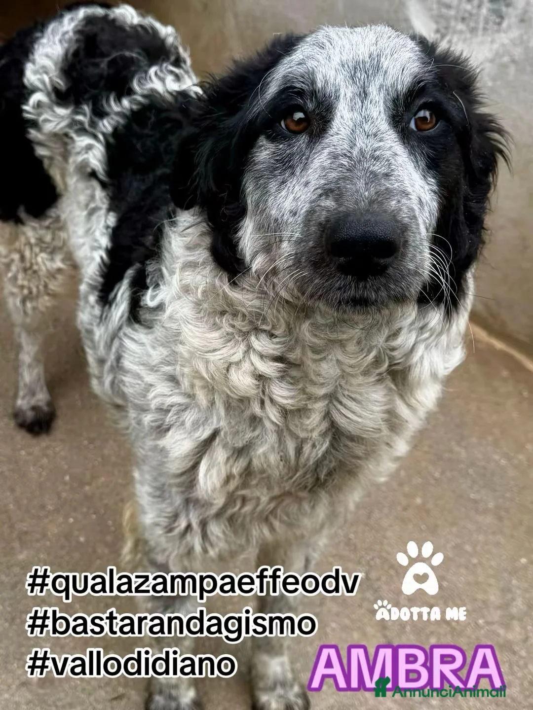 Meticcio cani in regalo: Lea femmina a Provincia di Varese - Annuncio 2