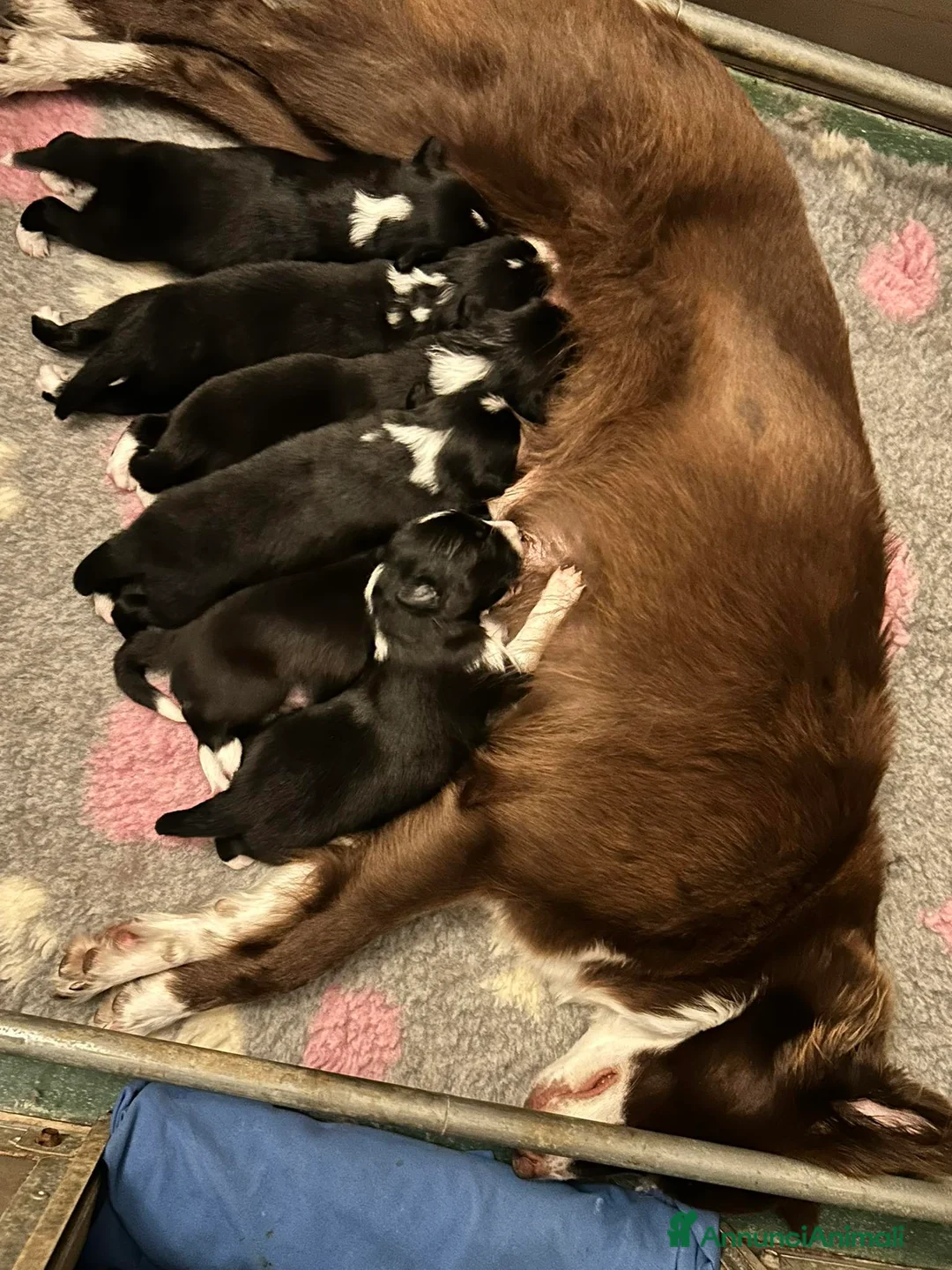 Border Collie cani in vendita: CUCCIOLI BORDER COLLIE - Annuncio 3
