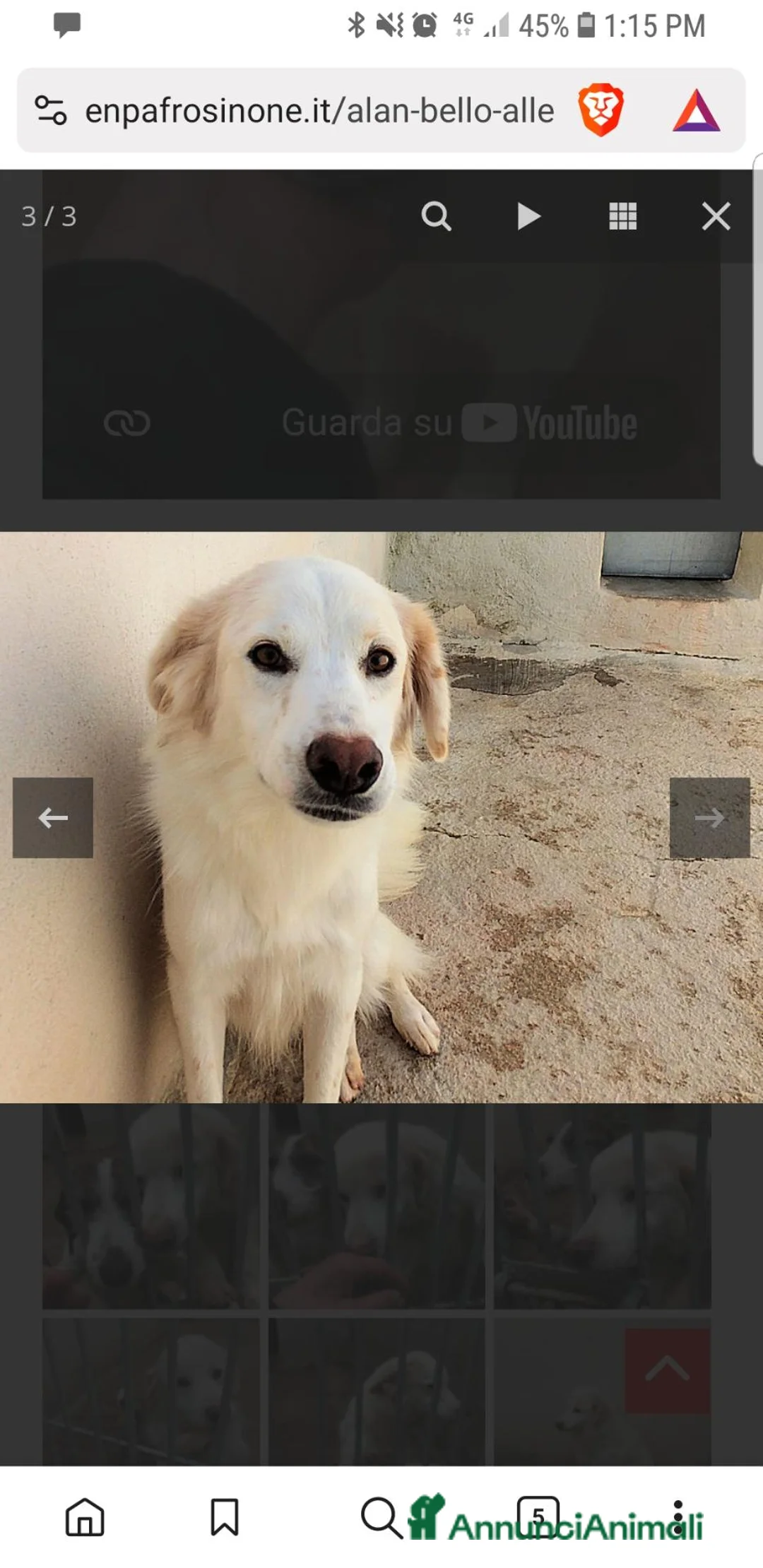 Meticcio cani in regalo: ALAN, INCROCIO SETTER- GOLDEN DI 3 ANNI E MEZZO - Annuncio 3