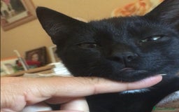 Europeo gatti in regalo: Gattini  - Annuncio 2