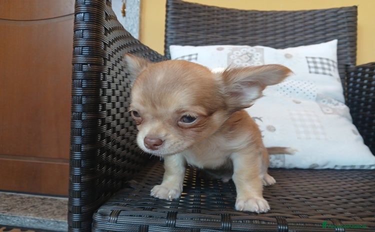 Chihuahua cani a Province of Vercelli - Annuncio 7