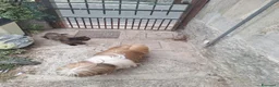 Persiano gatti in vendita: Persiana ipertipica con pedigree - Annuncio 12