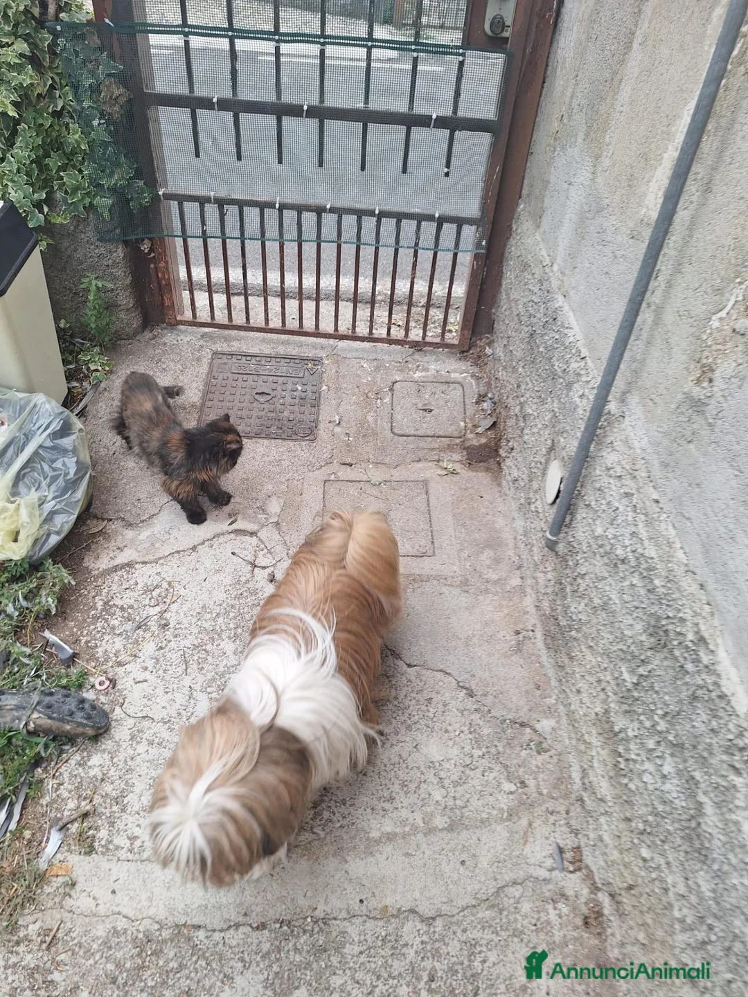 Persiano gatti in vendita: Persiana ipertipica con pedigree - Annuncio 12