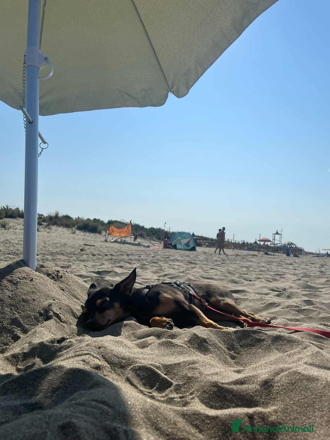 Pinscher Miniatura cani in regalo: STARLET, MINI PINSCHER dolcissima - Annuncio 8