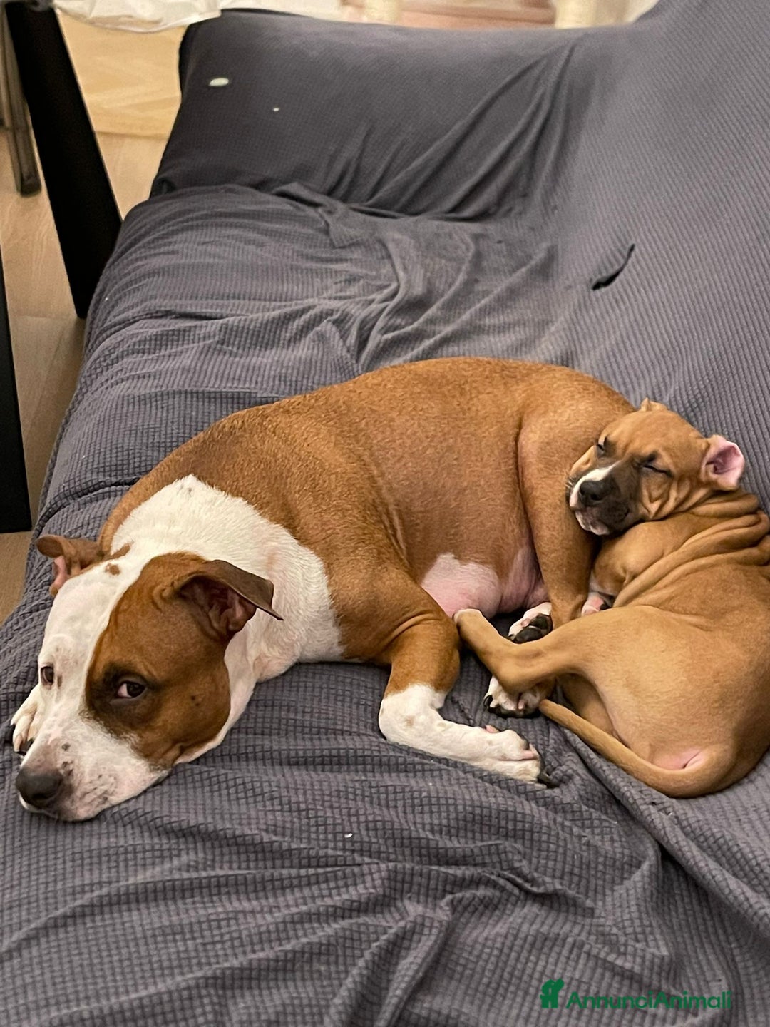 American Staffordshire cani in vendita: artù  - Annuncio 1