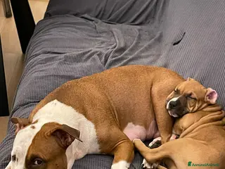 American Staffordshire cani artù - Annuncio 3