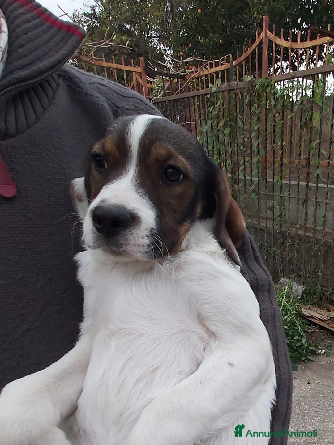 Meticcio cani in regalo: Mix Breton(mamma pura)15mesi nn trovano casa.Calab a Città Metropolitana di Milano - Annuncio 5