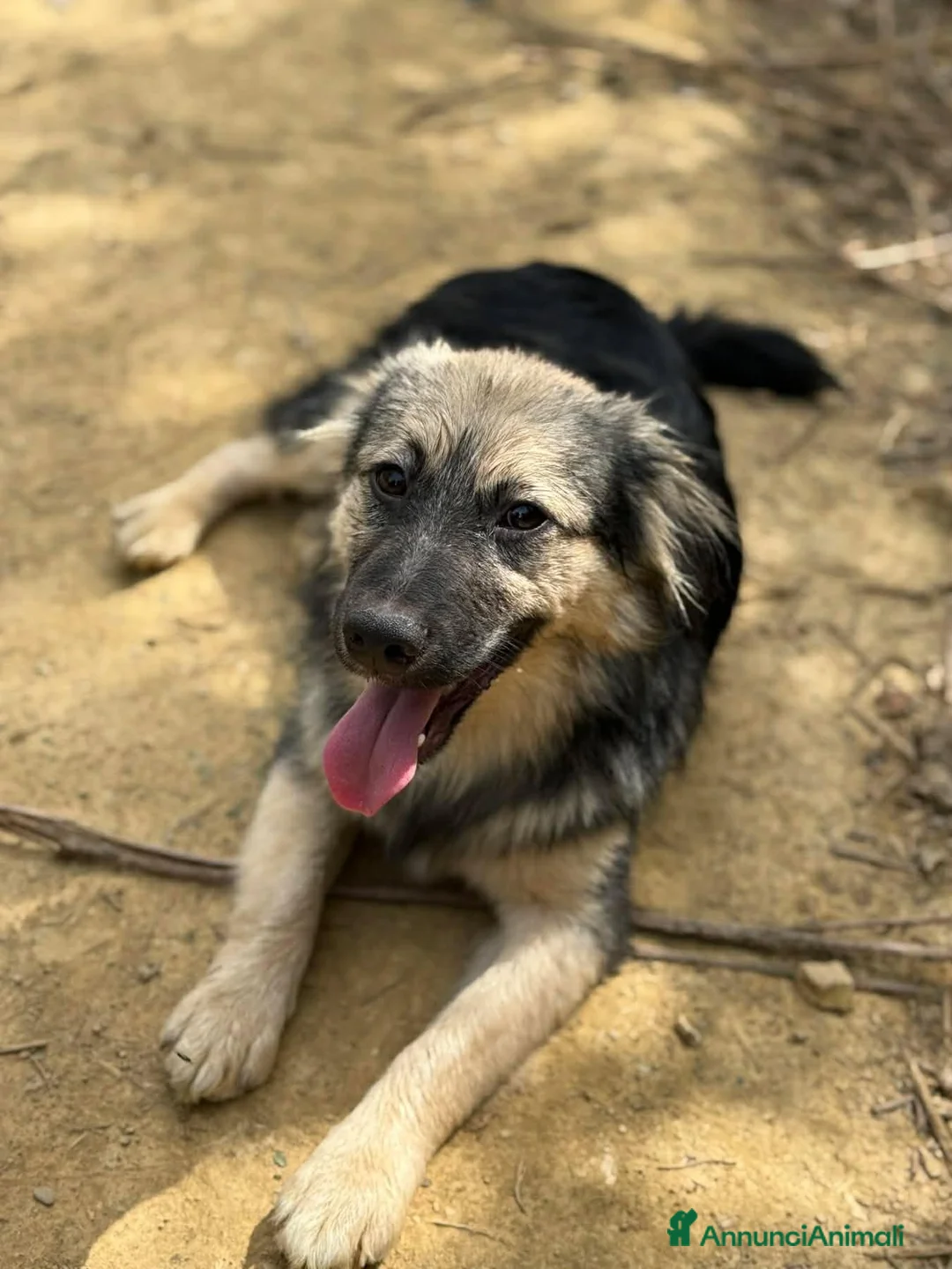 Meticcio cani in regalo: BOUNTY, cucciolo TG PICCOLA tanto coccolone! - Annuncio 8