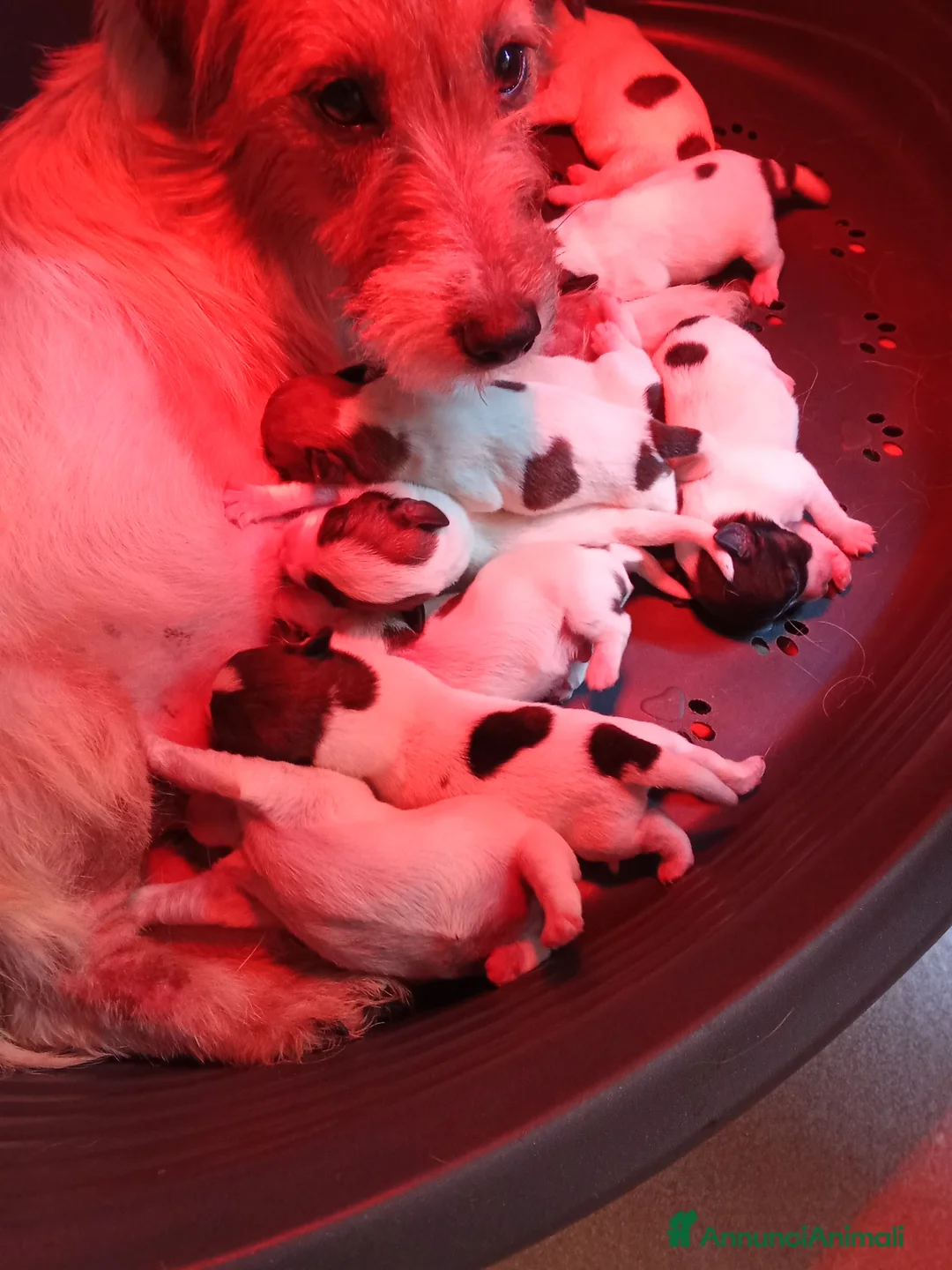 Jack Russell cani in vendita: Jack Russell broken  - Annuncio 2