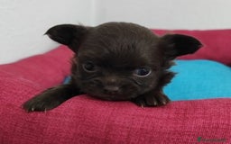 Chihuahua cani in vendita: Cuccioli di chihuahua a pelo lungo - Immagine 12