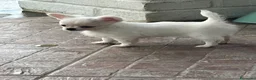 Chihuahua cani in vendita: Chihuahua femmina mini  - Annuncio 3