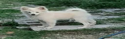 Volpino Italiano cani in vendita: Cuccioli di volpino  - Annuncio 3