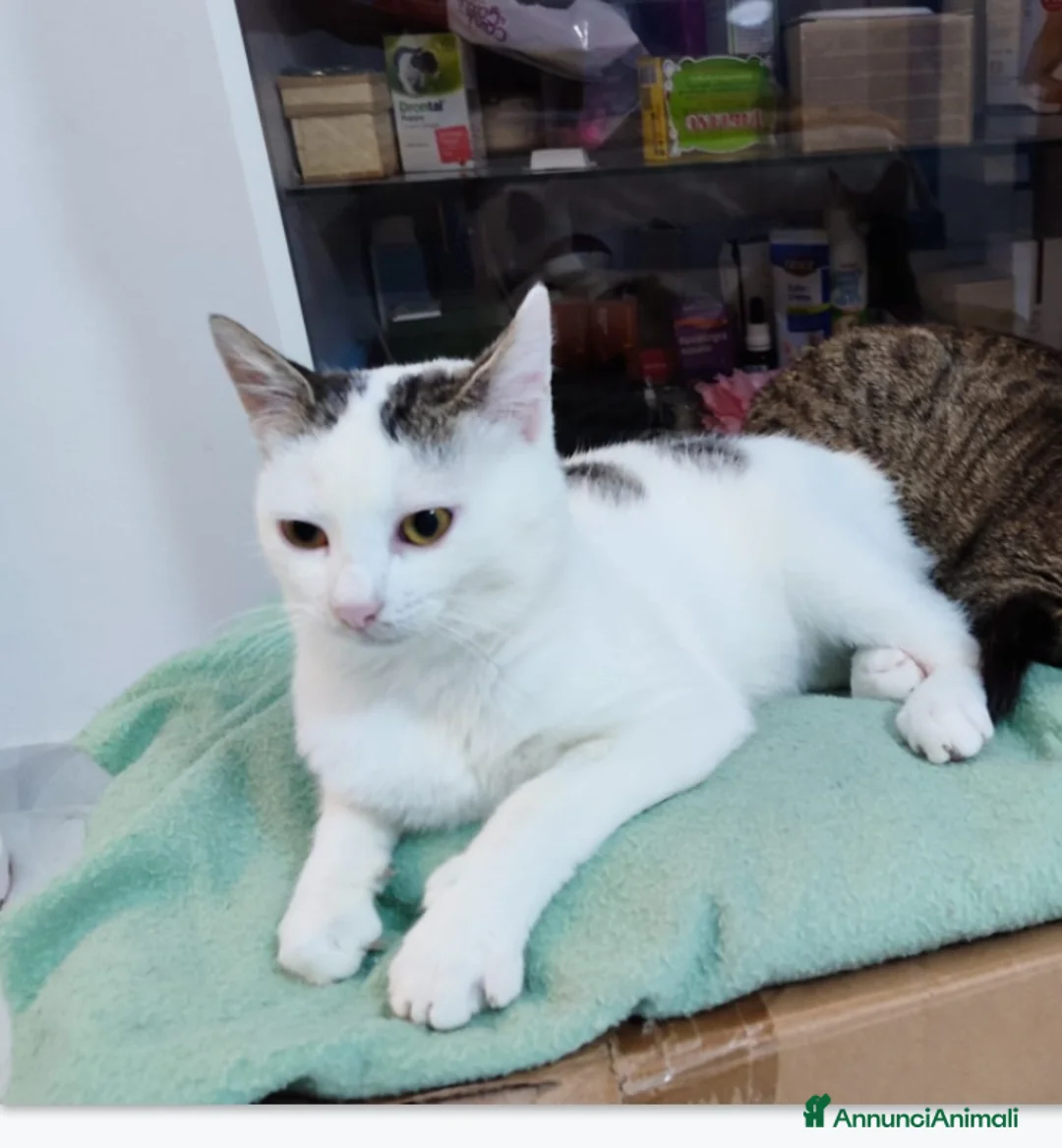 Meticcio gatti in regalo: Micina bianca con macchiette grigie 7mesi SOS CASA - Annuncio 3