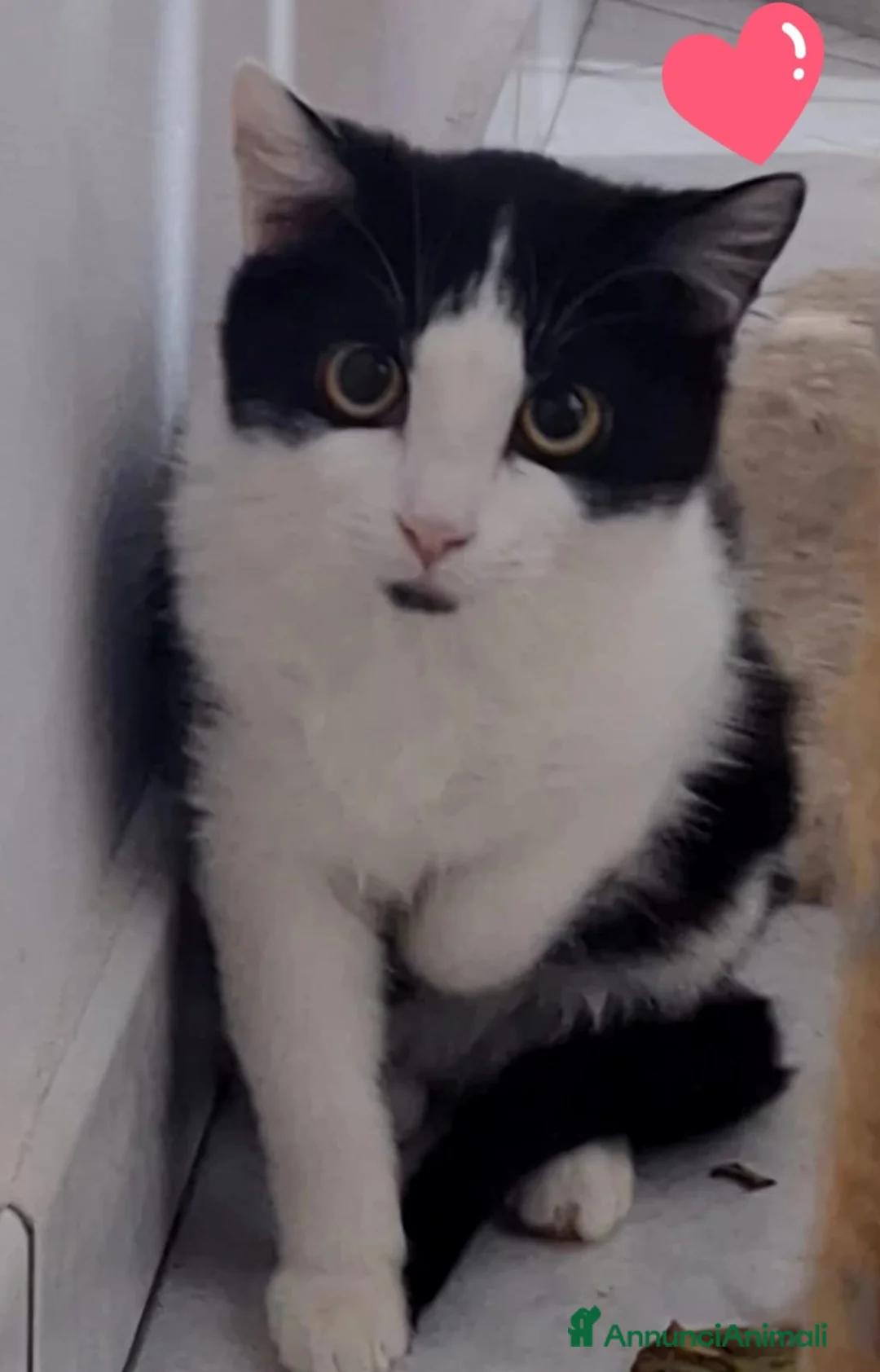 Meticcio gatti in regalo: GATTI  a Provincia di Piacenza - Annuncio 3