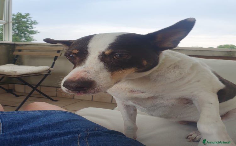 Meticcio cani a Provincia di Avellino - Annuncio 2