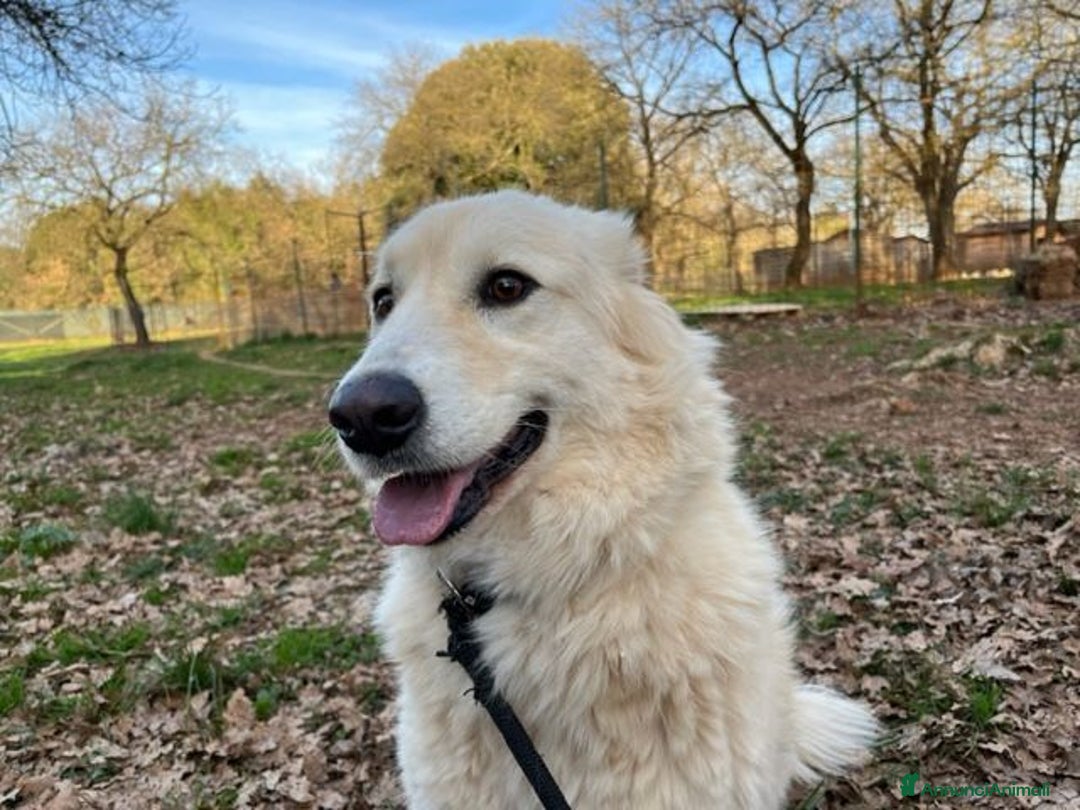 Meticcio cani in regalo: CREMA 5anni una bella timidina! Buona! - Annuncio 2