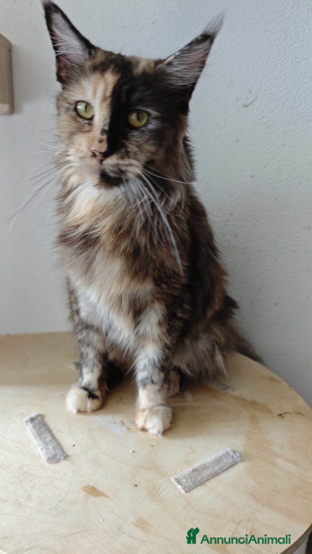 Maine Coon gatti Maine Coon splendide femmine  - Annuncio 1