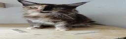Maine Coon gatti in vendita: Maine Coon splendide femmine  - Annuncio 1