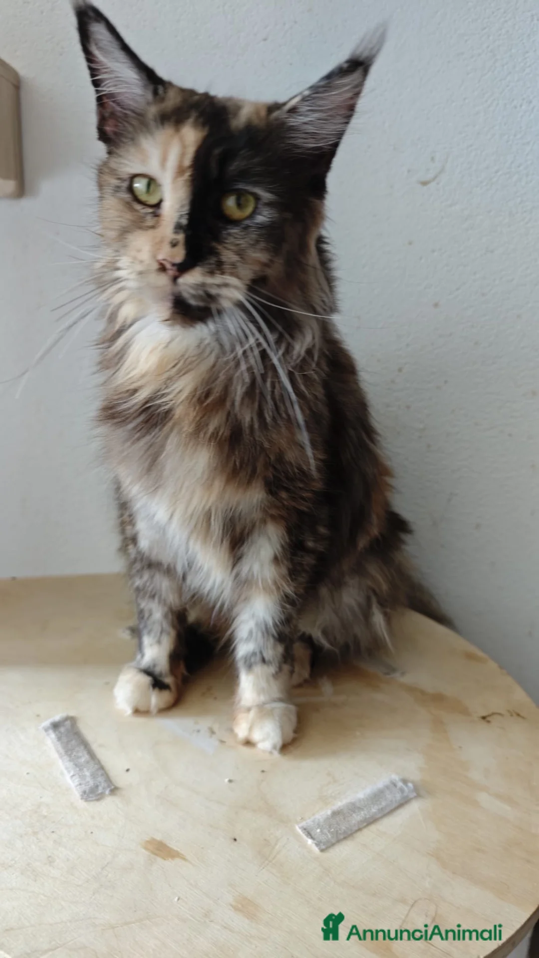 Maine Coon gatti in vendita: Maine Coon splendide femmine  - Annuncio 1