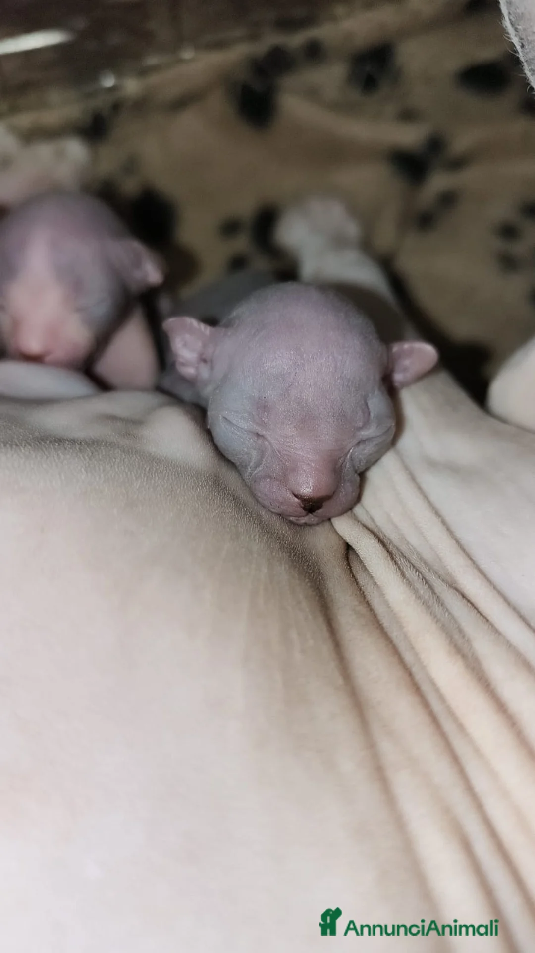 Sphynx gatti in vendita: Sphynx con pedigree  - Annuncio 2