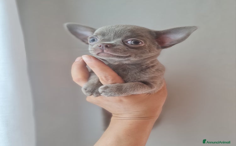 Chihuahua cani a Provincia di Biella - Annuncio 12