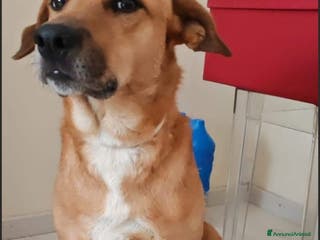 Meticcio gatti Portos 4anni kg19 ok gatti padrona malata.MILANO - Annuncio 27