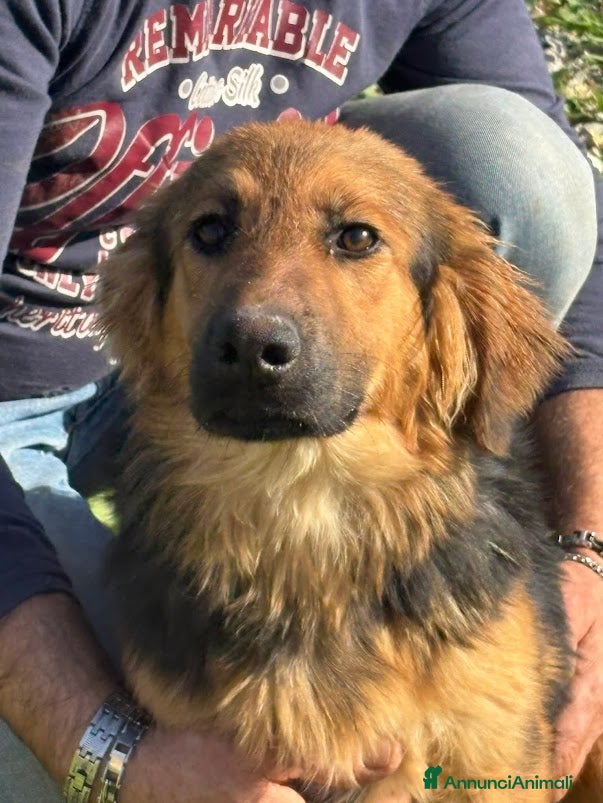 Meticcio cani LUCE 7/8 mesi BELLISSIMA E SOCIEVOLE - Annuncio 3