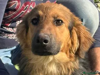 Meticcio cani LUCE 7/8 mesi BELLISSIMA E SOCIEVOLE - Annuncio 3