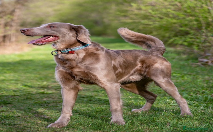 Weimaraner cani a Provincia autonoma di Bolzano - Alto Adige - Annuncio 1