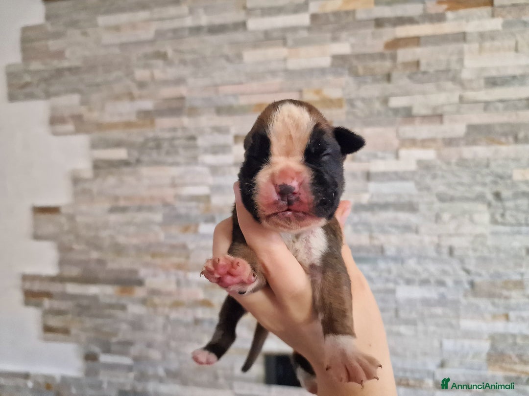 Boxer cani in vendita: Cuccioli Boxer del Principe di Tavi - Annuncio 2