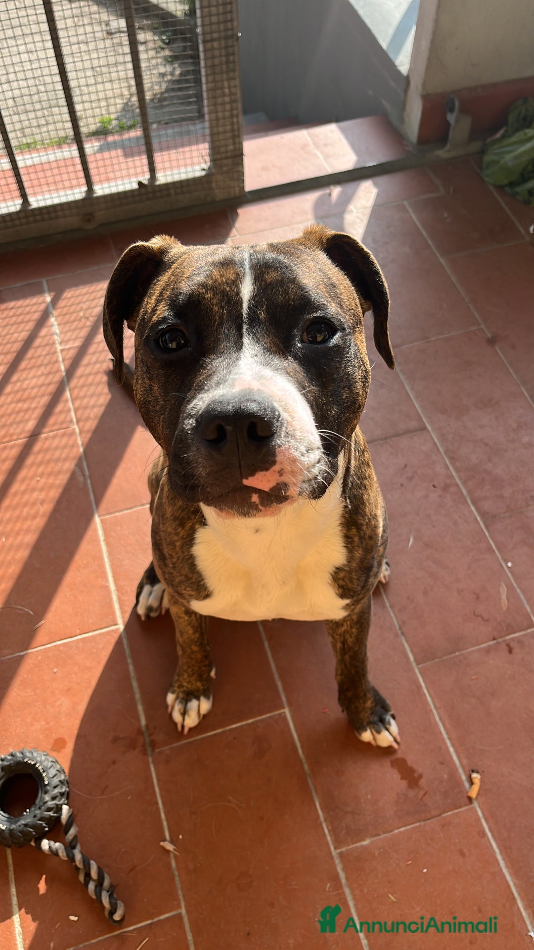 American Staffordshire cani in regalo: Regalo cucciolo - Annuncio 1